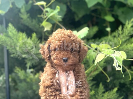 Baby Face Toy Poodle Bebekler görsel