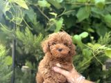 Mükemmel Yapiya Sahi̇p Toy Poodle Yavrulari