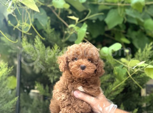 Mükemmel Yapiya Sahi̇p Toy Poodle Yavrulari görsel