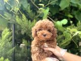 MÜKEMMEL YAPIYA SAHİP TOY POODLE YAVRULARI