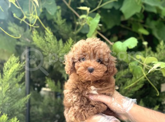Mükemmel Yapiya Sahi̇p Toy Poodle Yavrulari