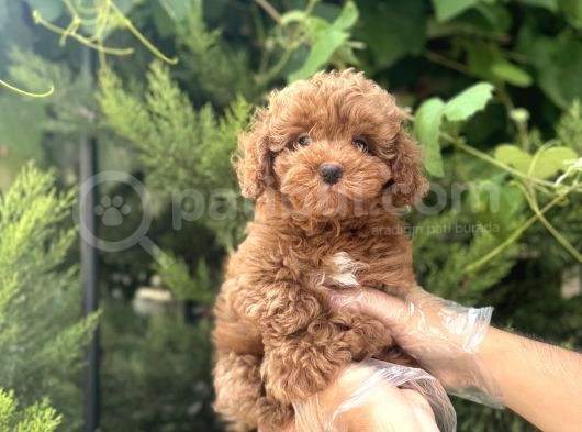 Mükemmel Yapiya Sahi̇p Toy Poodle Yavrulari görsel