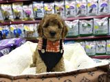 ırkırk ve sağlık garantili Toy Poodle yavrular