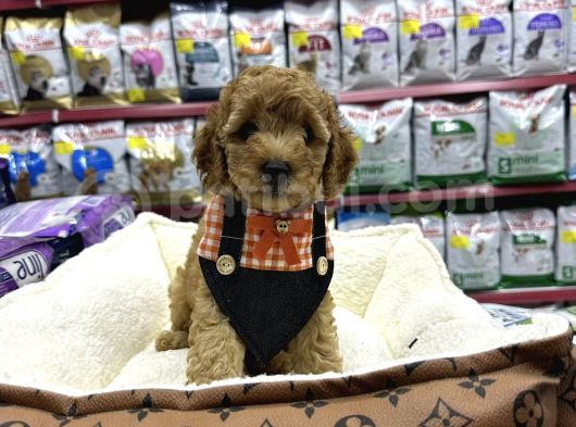 Irkırk Ve Sağlık Garantili Toy Poodle Yavrular