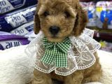 Irkırk Ve Sağlık Garantili Toy Poodle Yavrular