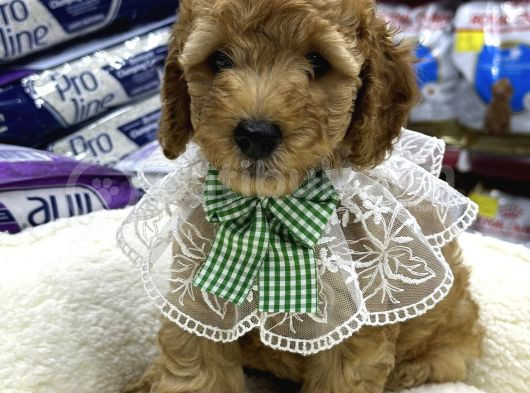 Irkırk Ve Sağlık Garantili Toy Poodle Yavrular görsel