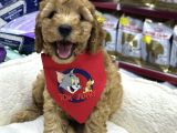 Irkırk Ve Sağlık Garantili Toy Poodle Yavrular