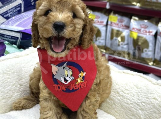 Irkırk Ve Sağlık Garantili Toy Poodle Yavrular görsel