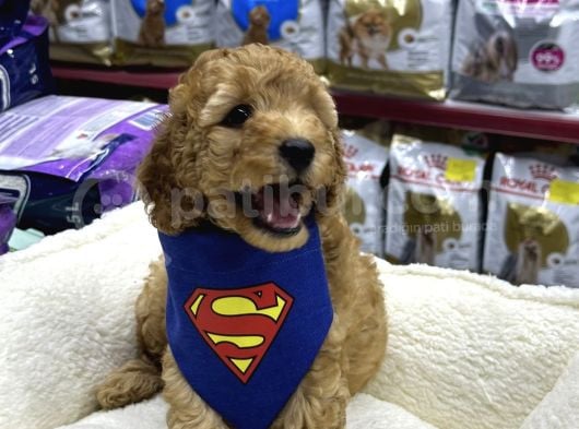 Irkırk Ve Sağlık Garantili Toy Poodle Yavrular görsel