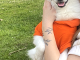 Yakışıklı Alman Spitz Yeni Sahibini Arıyor