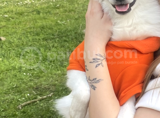 Yakışıklı Alman Spitz Yeni Sahibini Arıyor görsel