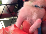 Yakışıklı Alman Spitz Yeni Sahibini Arıyor