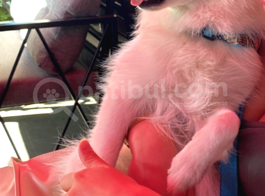 Yakışıklı Alman Spitz Yeni Sahibini Arıyor görsel