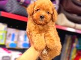 Kıpkırmızı Red tooy poodle sevimli yavrular 
