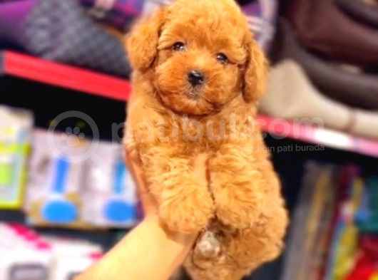 Kıpkırmızı Red Tooy Poodle Sevimli Yavrular 