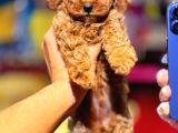 Kıpkırmızı Red Tooy Poodle Sevimli Yavrular 