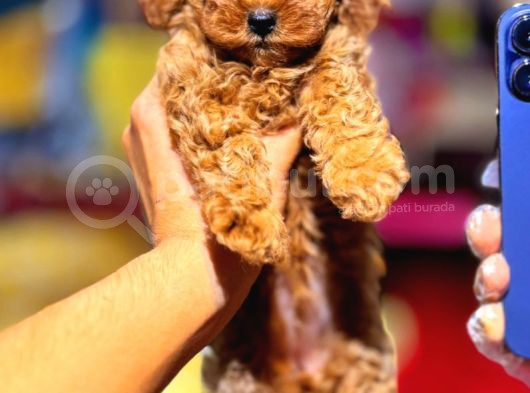 Kıpkırmızı Red Tooy Poodle Sevimli Yavrular  görsel