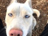 Eğitimli 3 Dil 50 Komut Bilen Dişi Beyaz Husky
