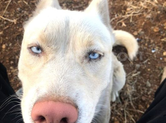 Eğitimli 3 Dil 50 Komut Bilen Dişi Beyaz Husky görsel