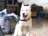 Eğitimli 3 Dil 50 Komut Bilen Dişi Beyaz Husky
