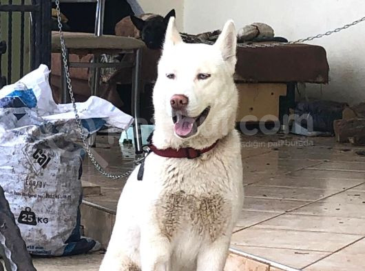 Eğitimli 3 Dil 50 Komut Bilen Dişi Beyaz Husky görsel