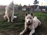 Eğitimli 3 Dil 50 Komut Bilen Dişi Beyaz Husky