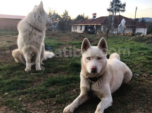 Eğitimli 3 Dil 50 Komut Bilen Dişi Beyaz Husky görsel