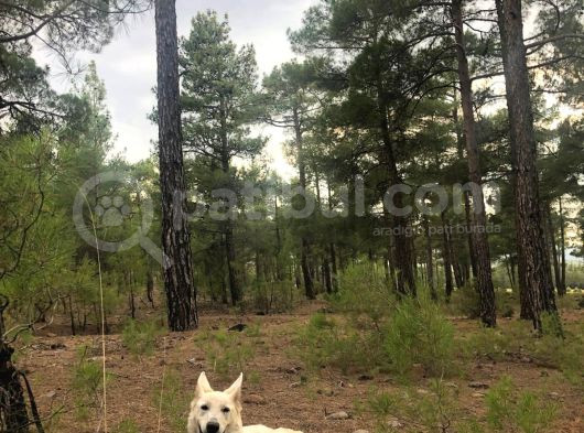 Eğitimli Damızlık Beyaz Alman Kurdu görsel