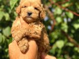 Kahve Tonlu Mini Boy Puppy Sevimli Yavrular Malti̇po Ci̇nsi̇ 