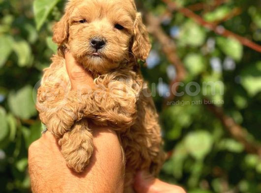 Kahve Tonlu Mini Boy Puppy Sevimli Yavrular Malti̇po Ci̇nsi̇  görsel