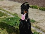 Doberman   4 Yaşinda 1Erkek Ve 1Di̇şi̇ Arkadaşlar