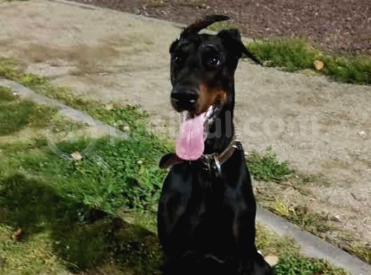Doberman   4 Yaşinda 1Erkek Ve 1Di̇şi̇ Arkadaşlar görsel