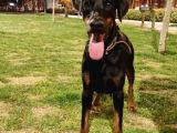 Doberman   4 Yaşinda 1Erkek Ve 1Di̇şi̇ Arkadaşlar