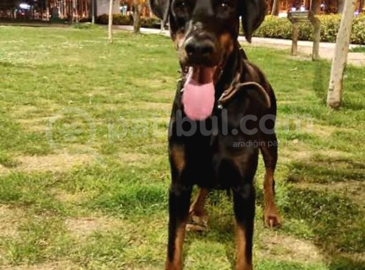 Doberman   4 Yaşinda 1Erkek Ve 1Di̇şi̇ Arkadaşlar görsel