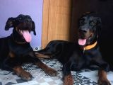Doberman   4 Yaşinda 1Erkek Ve 1Di̇şi̇ Arkadaşlar