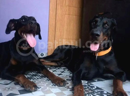 Doberman   4 Yaşinda 1Erkek Ve 1Di̇şi̇ Arkadaşlar görsel