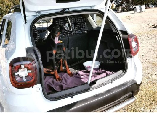 Doberman   4 Yaşinda 1Erkek Ve 1Di̇şi̇ Arkadaşlar görsel