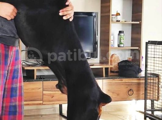 Doberman   4 Yaşinda 1Erkek Ve 1Di̇şi̇ Arkadaşlar