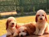 Particolor Çiftrenk Kahve Beyaz Labradoodle Yavrular