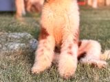 Çift Renk Standart Giant Poodle Yavrular