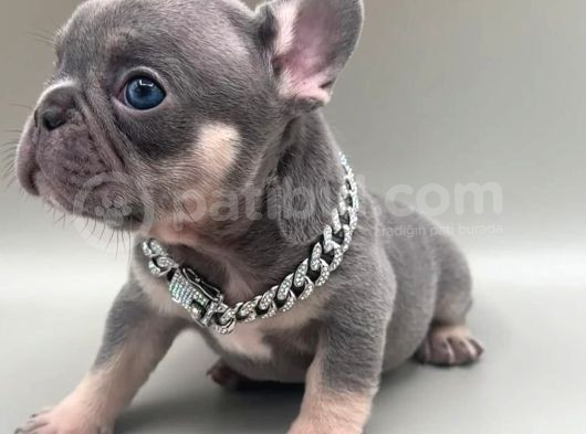Micro Lilac Tan Ve Black Tan French Yavrular