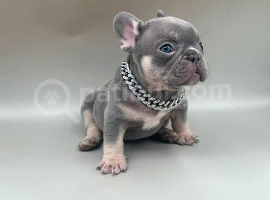 Micro Lilac Tan Ve Black Tan French Yavrular görsel