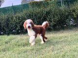 Çift Renk standart giant poodle Yavrular