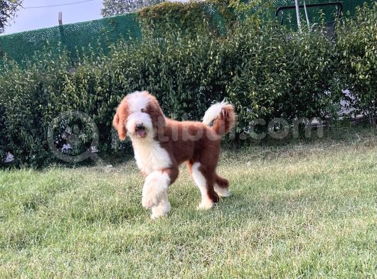 Çift Renk Standart Giant Poodle Yavrular