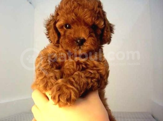 Red Braw Kıpkırmızı Ev Üretimi Tooy Poodle 