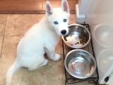 3 Aylık Bembeyaz ve mavi gözlü husky düşünün dostunuz