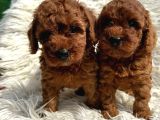 Efsane Kore Red Toy Poodle Yavrular