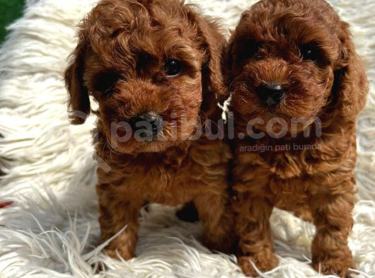 Efsane Kore Red Toy Poodle Yavrular görsel