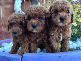 Efsane Kore Red Toy Poodle Yavrular