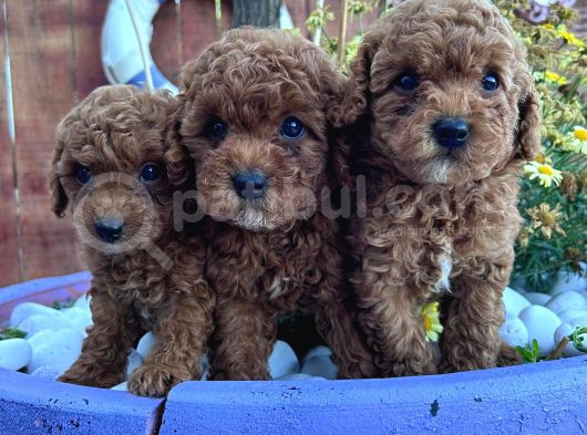Efsane Kore Red Toy Poodle Yavrular görsel